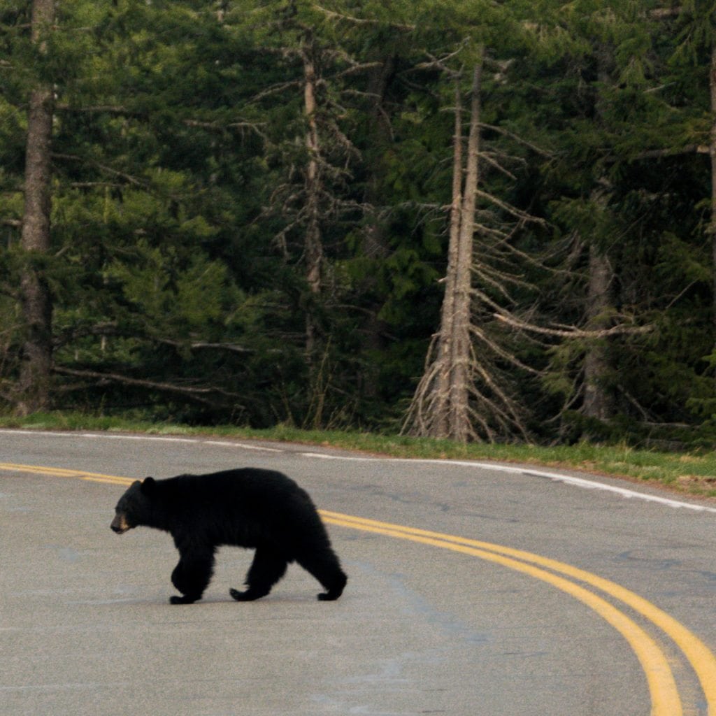 Bear safe bear sighting in Mt Rainier