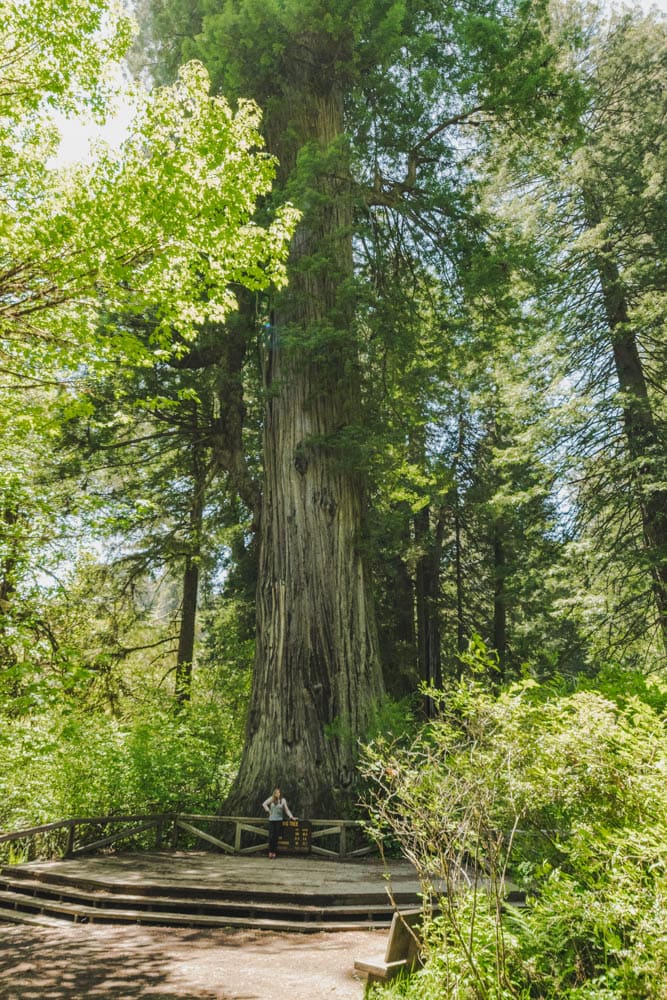 redwood national park california (1 of 7)
