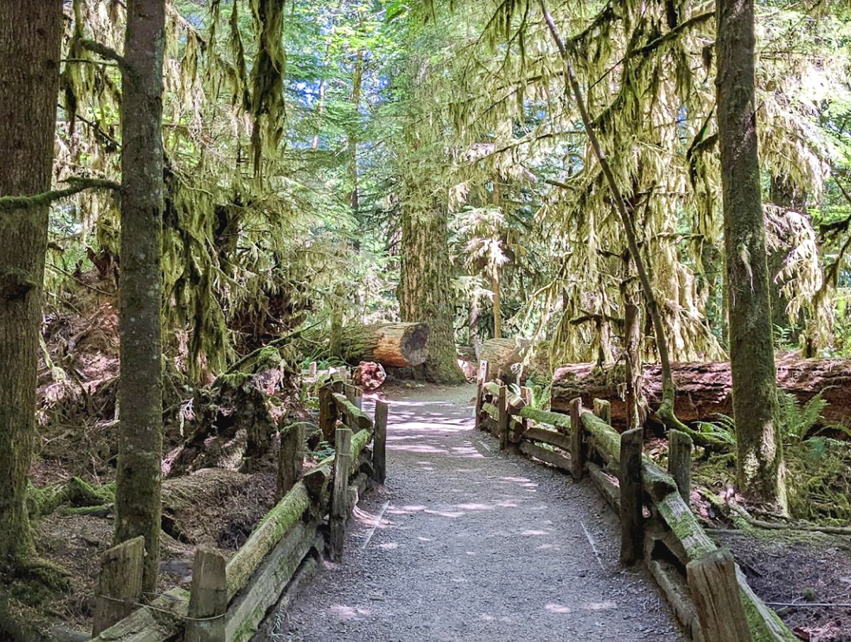cathedral grove tofino vancouver island