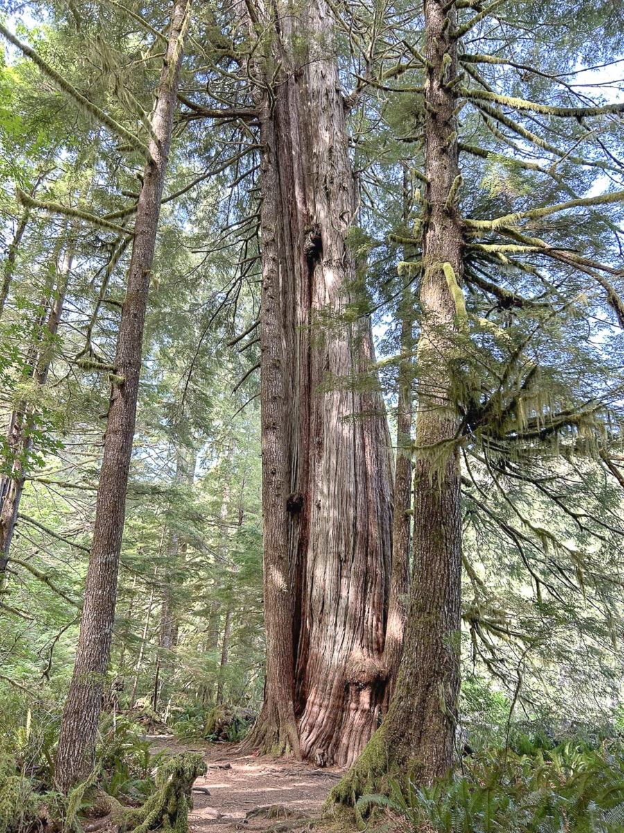 giant cedar trail vancouver island