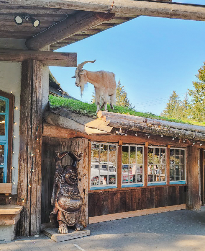 goats on the roof coombs vancouver island bc
