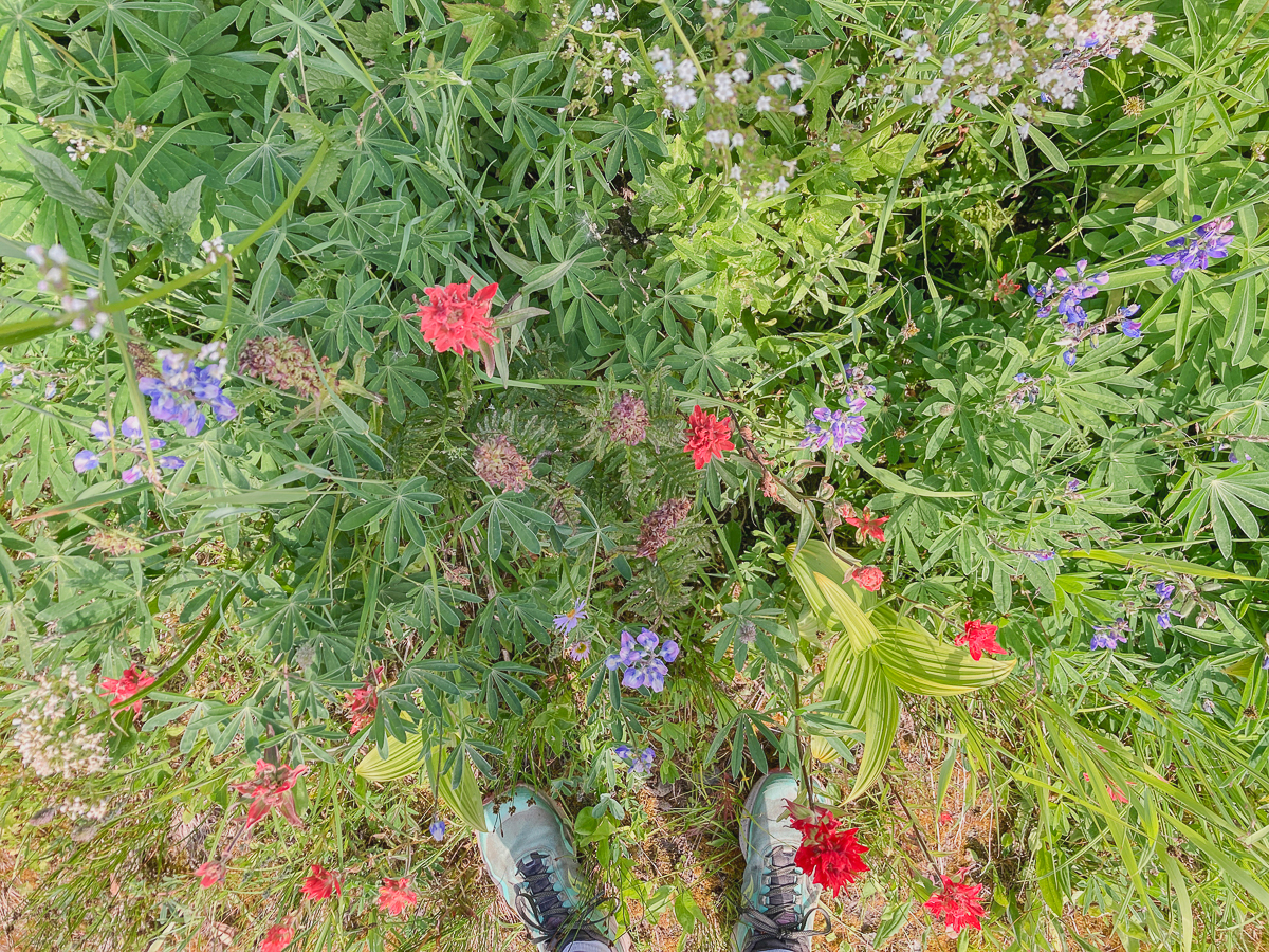 sun peaks wildflower photos