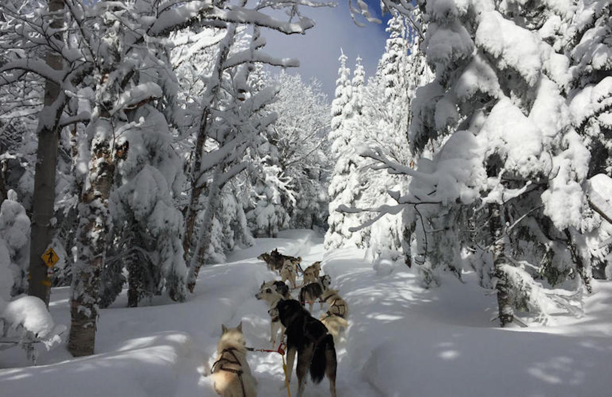 dog sledding in quebec