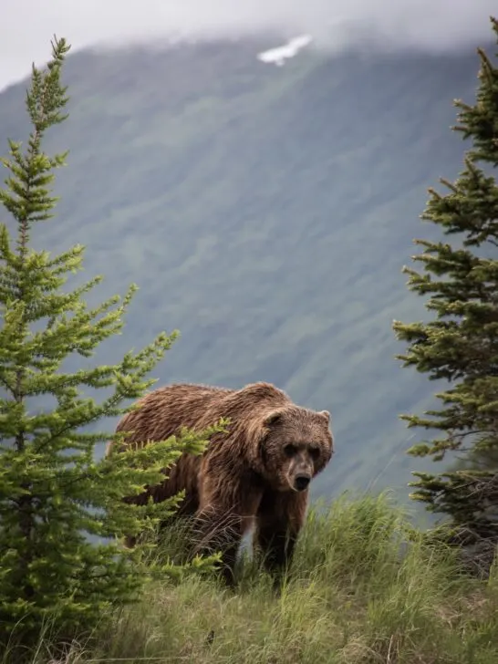 grizzly bear tour on vancouver island